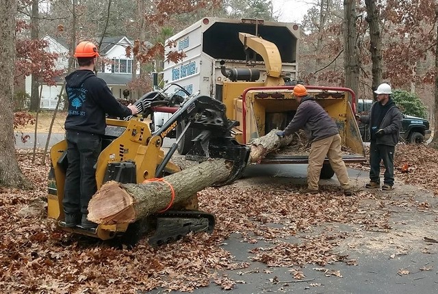 Greg Smith Tree Service Highlights the Role of Licensed Tree Care in Protecting Vineland, NJ, Properties