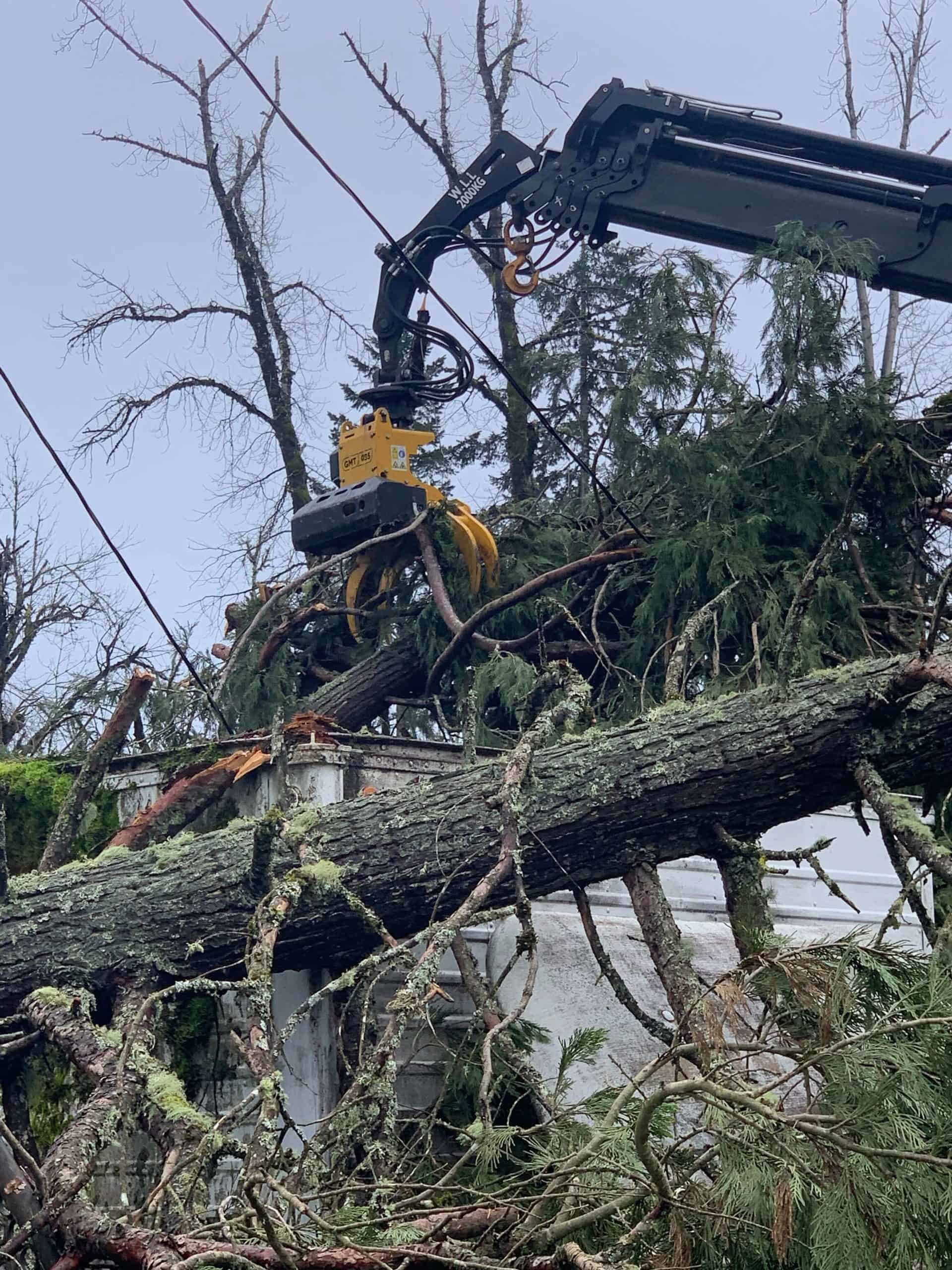 Lane Tree Doctor Updates Website to Improve Access to Tree Care Information Across Lane County