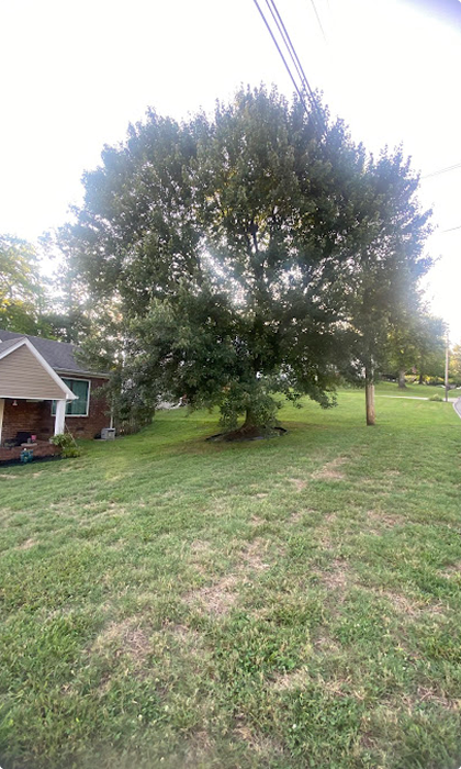 Precision Tree Service Launches New Website to Better Serve Greenback, TN Homeowners
