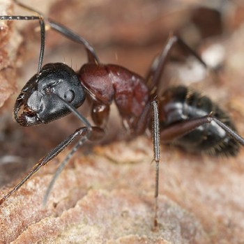 Independent Pest Solutions – Puyallup’s Top Pest Control Service Reaffirms Longstanding Service Commitment, Showcasing Reliable Solutions on Their Homepage