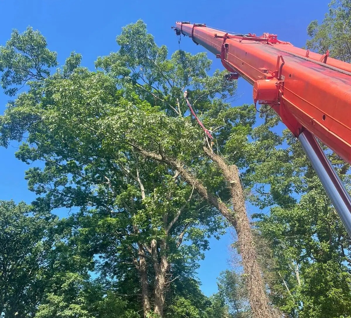 Executive Tree Care Launches Redesigned Website to Better Serve Homeowners Across Chester, Delaware, Montgomery and Philadelphia Counties