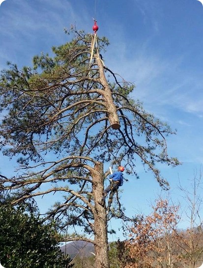 Premier Tree Care Launches New Website to Better Connect With Homeowners in the Greenville Area