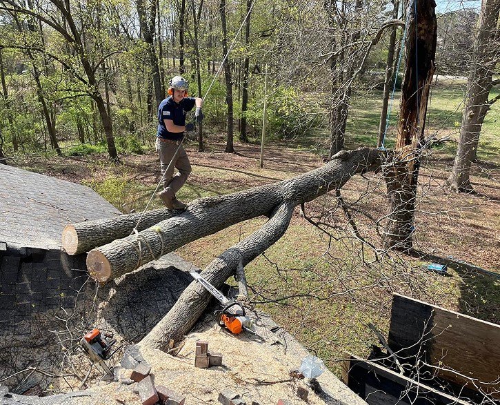 Arbor West Tree Service in Franklin, GA Launches New Website to Give Homeowners a Clearer Look at Tree Care Options