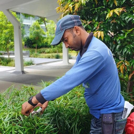 BSG Urges Pre-Monsoon Tree and Turf Preparation in Singapore
