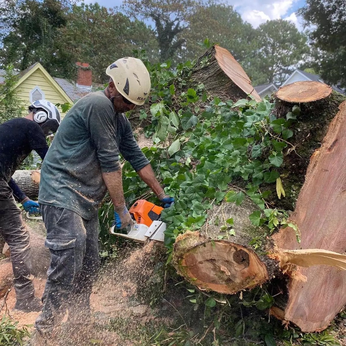 FinancialContent - Bentancort Tree Service Expands Premium Tree Removal ...