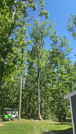 Mike The Tree Guy Launches New Website to Deliver Trusted Tree Service in Mancelona, MI